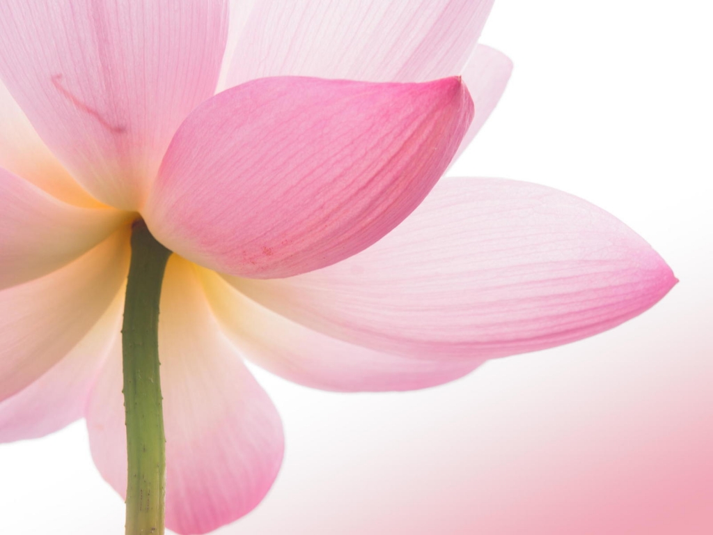Pink Lotus Flower for 1024 x 768 resolution