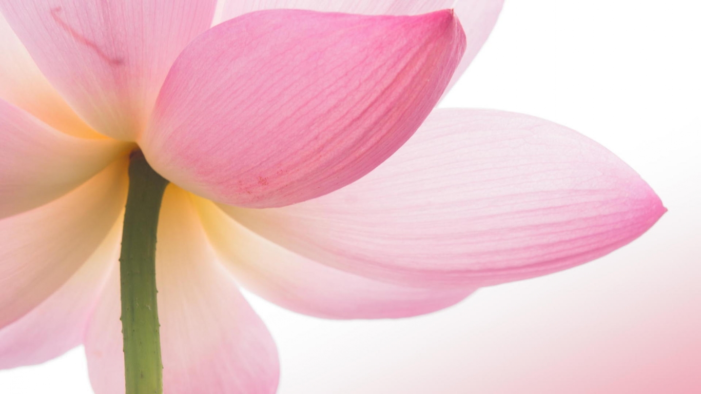 Pink Lotus Flower for 1366 x 768 HDTV resolution
