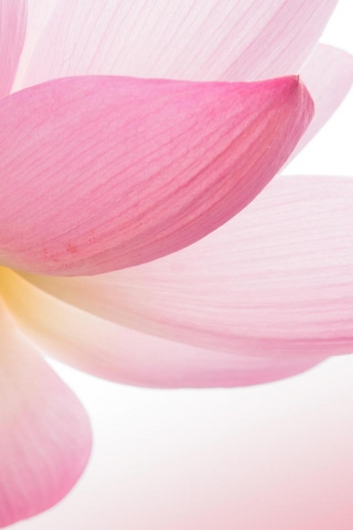 Pink Lotus Flower for 320 x 480 iPhone resolution