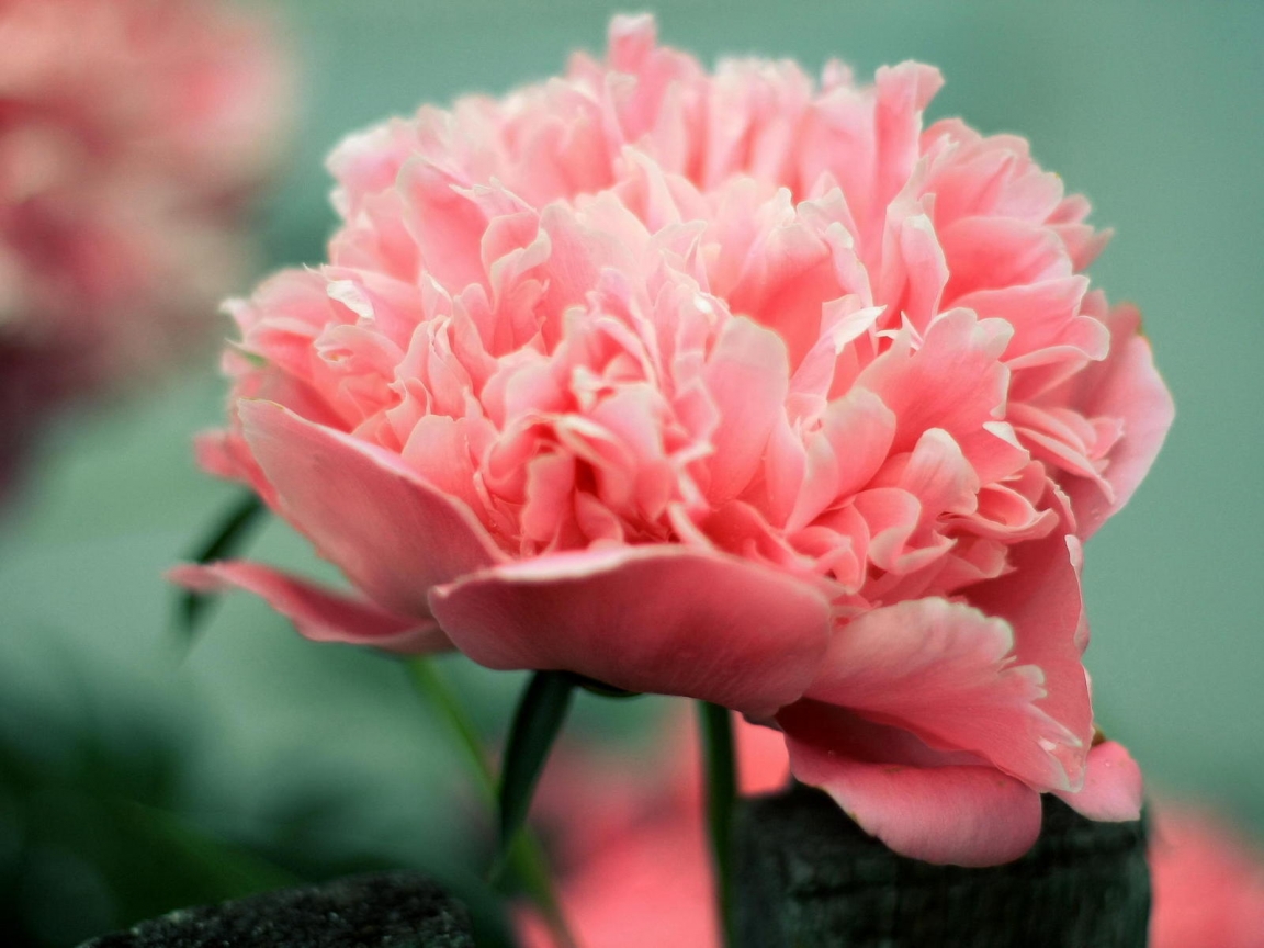 Pink Peony for 1152 x 864 resolution