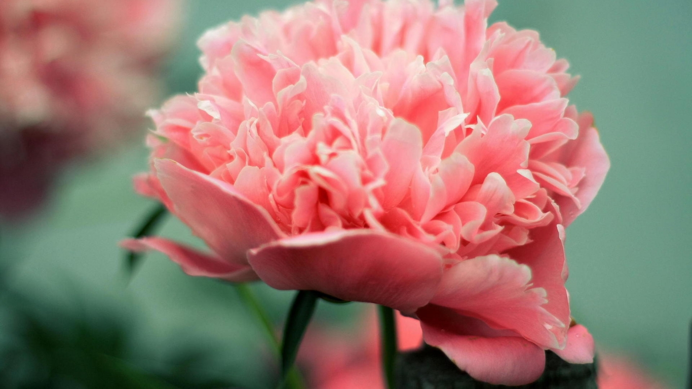 Pink Peony for 1366 x 768 HDTV resolution