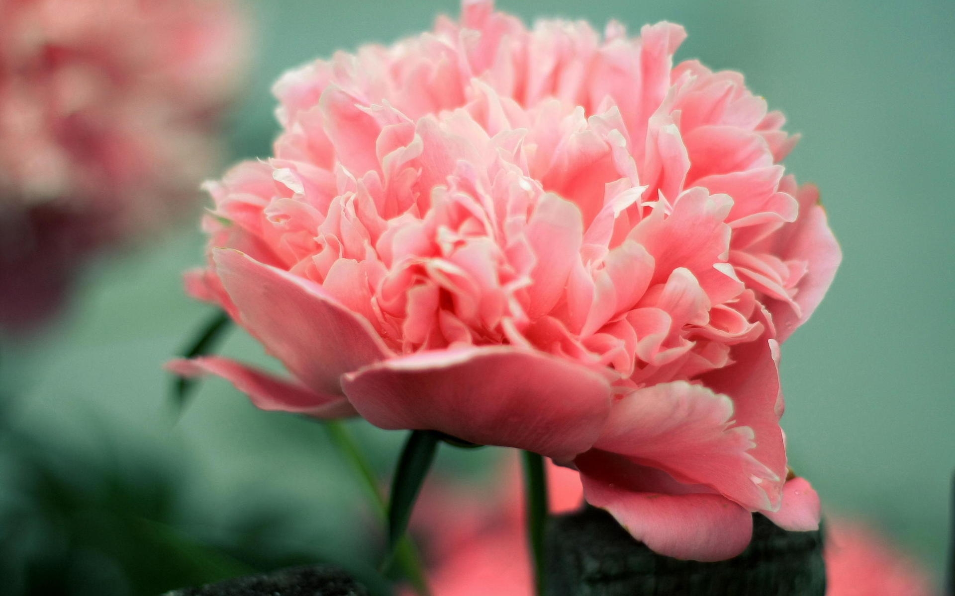 Pink Peony for 1920 x 1200 widescreen resolution