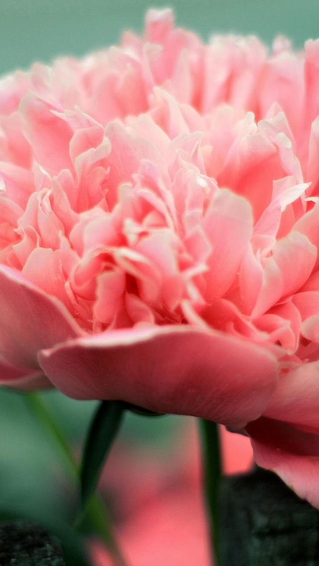 Pink Peony for 640 x 1136 iPhone 5 resolution
