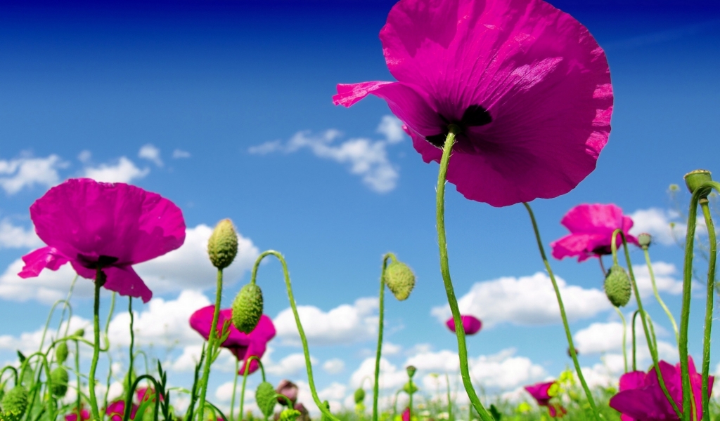 Pink Poppies for 1024 x 600 widescreen resolution