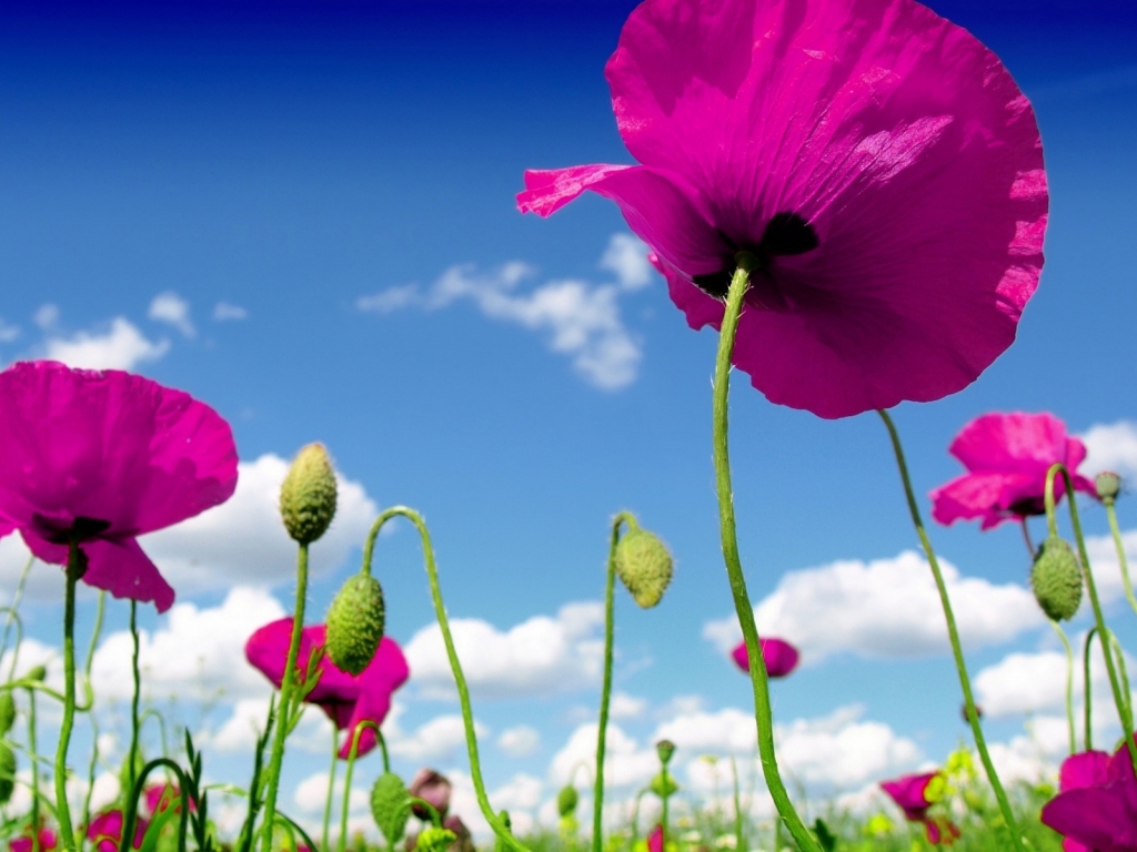 Pink Poppies for 1024 x 768 resolution