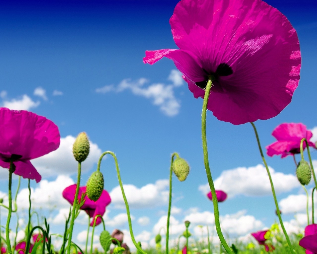 Pink Poppies for 1280 x 1024 resolution