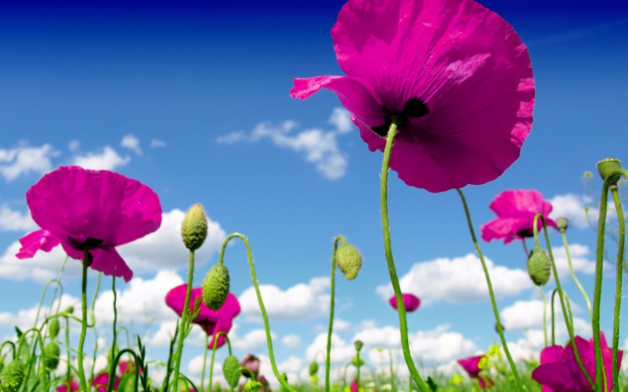 Pink Poppies for 1280 x 800 widescreen resolution