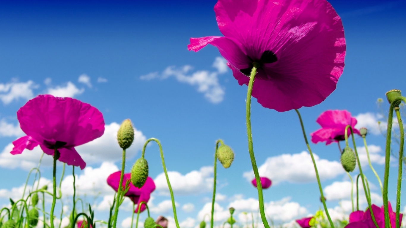 Pink Poppies for 1366 x 768 HDTV resolution