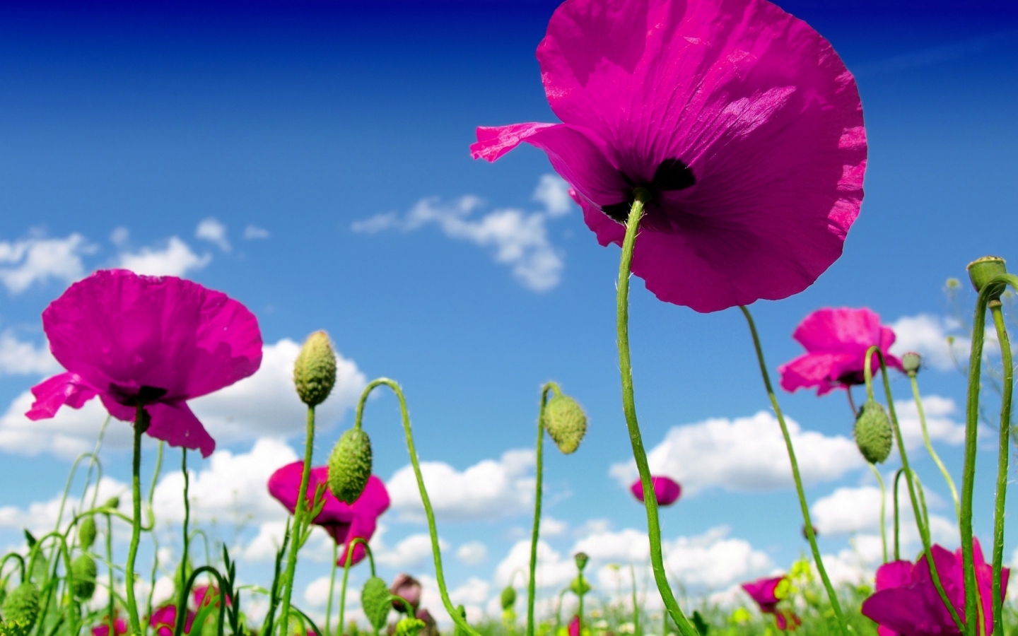 Pink Poppies for 1440 x 900 widescreen resolution
