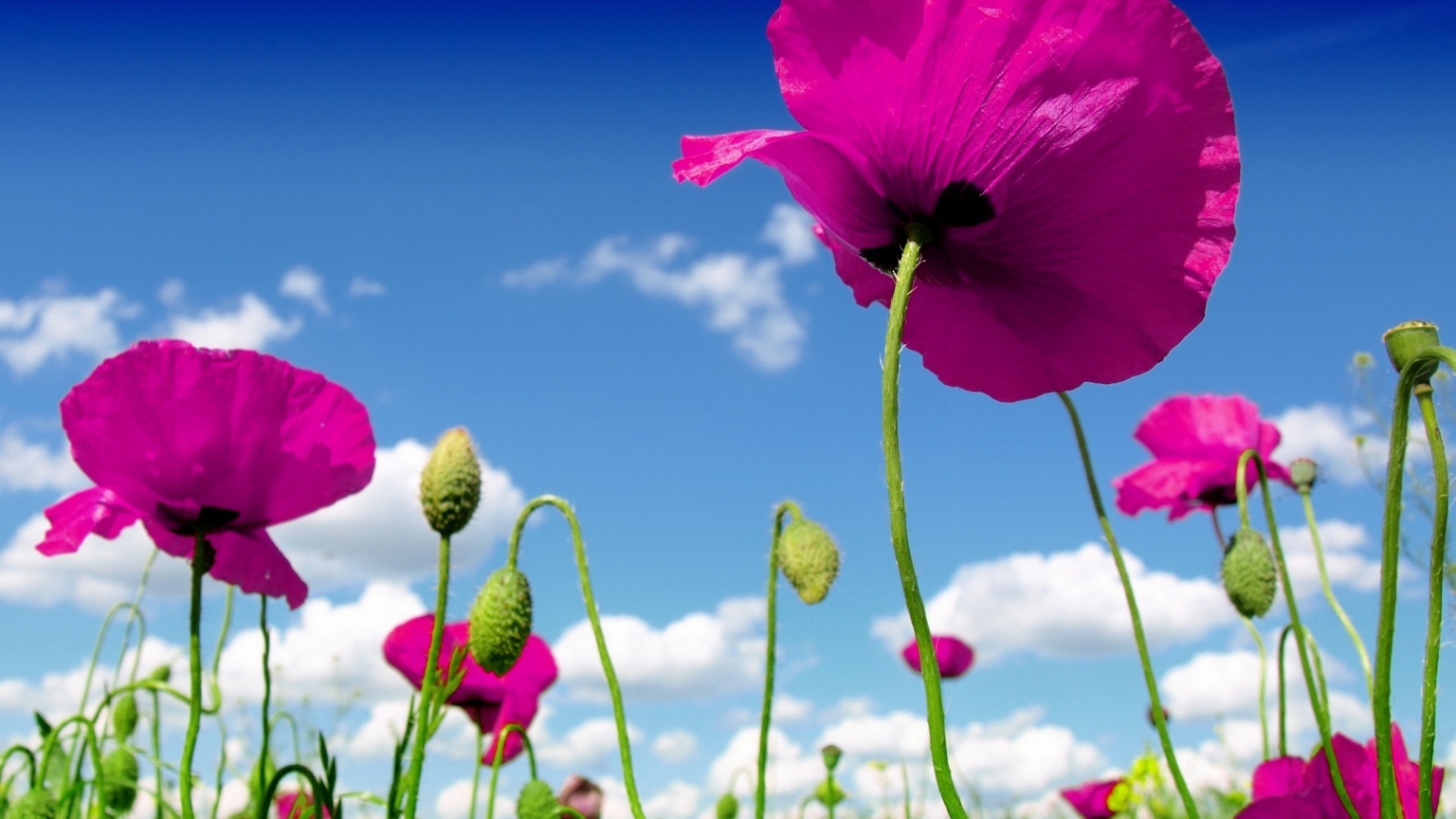 Pink Poppies for 1536 x 864 HDTV resolution