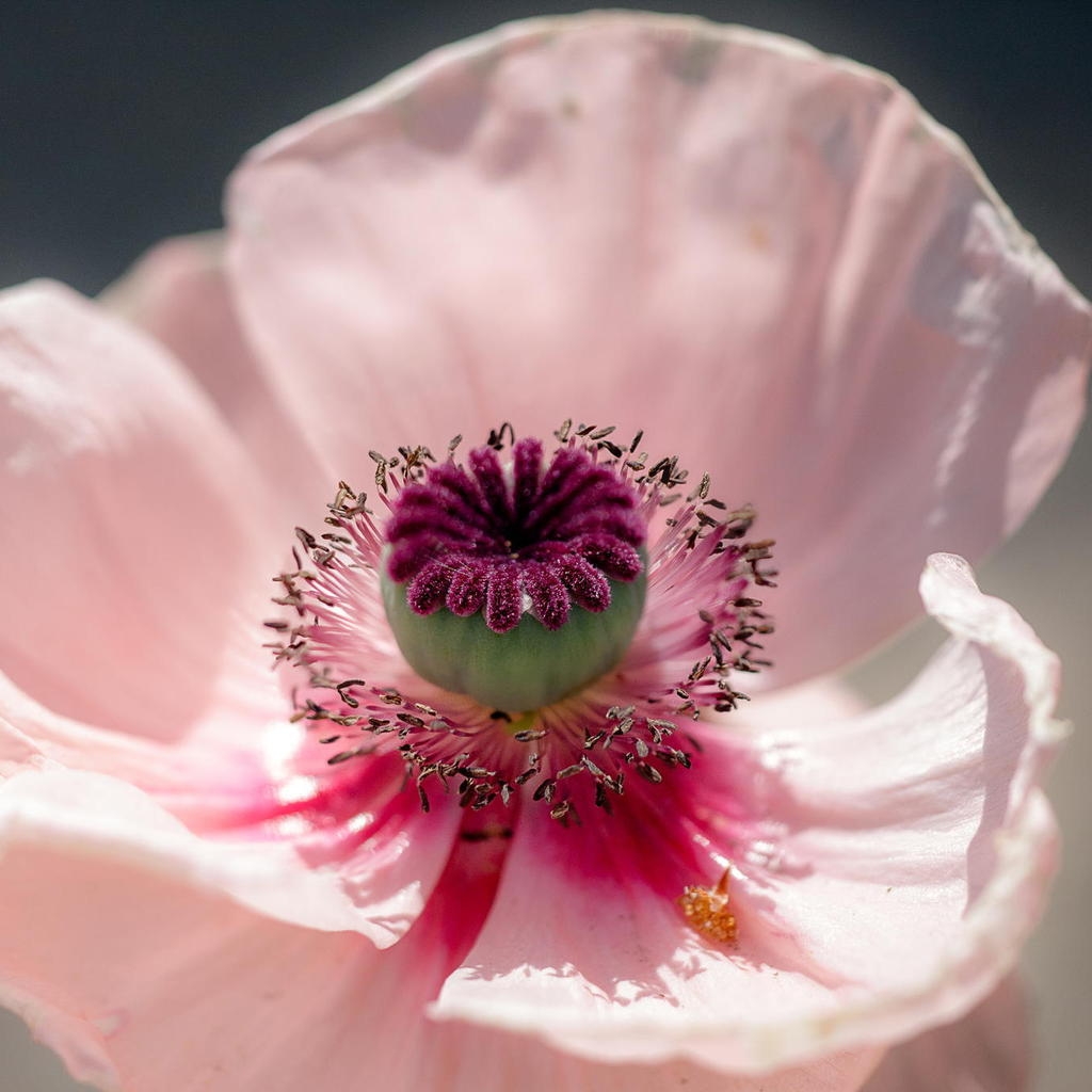 Pink Poppy for 1024 x 1024 iPad resolution