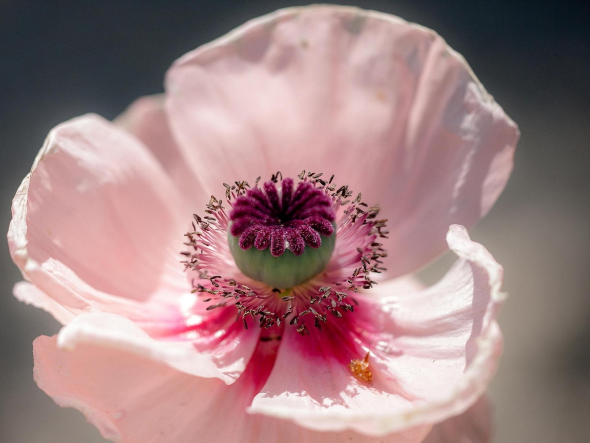 Pink Poppy for 1152 x 864 resolution