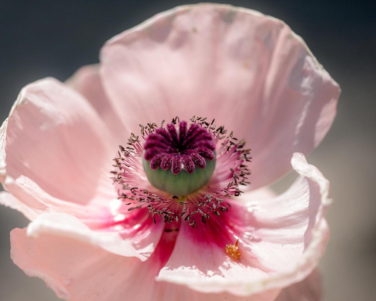 Pink Poppy for 1280 x 1024 resolution