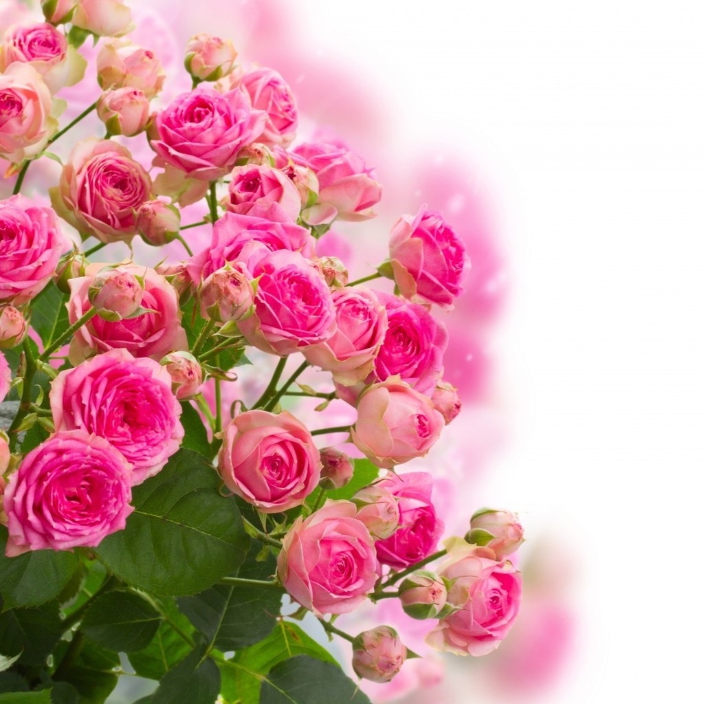 Pink Roses Bouquet for 1024 x 1024 iPad resolution