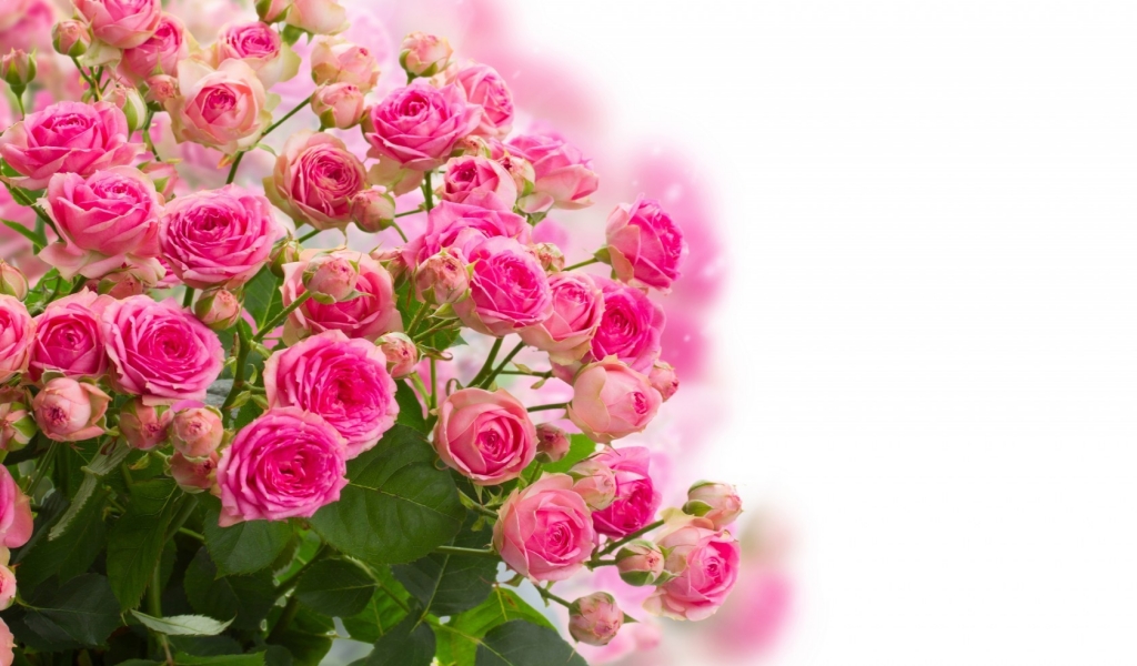 Pink Roses Bouquet for 1024 x 600 widescreen resolution
