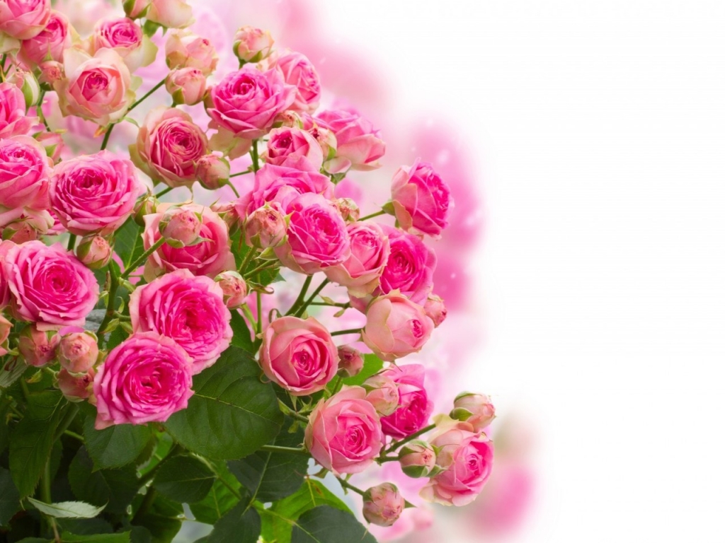 Pink Roses Bouquet for 1024 x 768 resolution