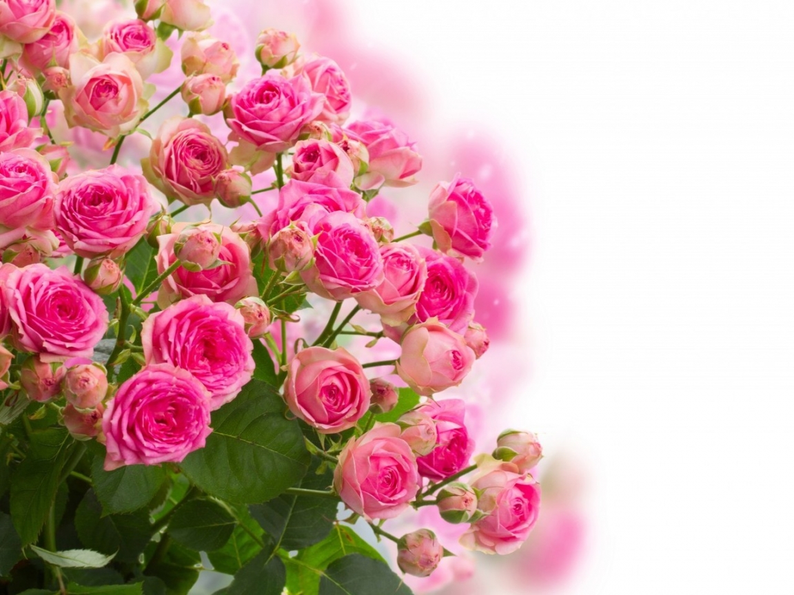 Pink Roses Bouquet for 1152 x 864 resolution