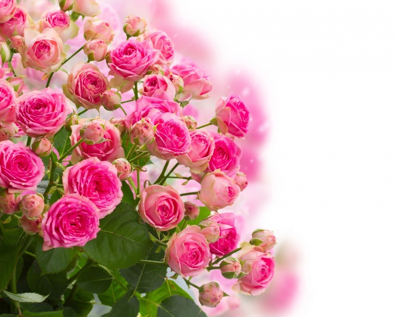 Pink Roses Bouquet for 1280 x 1024 resolution