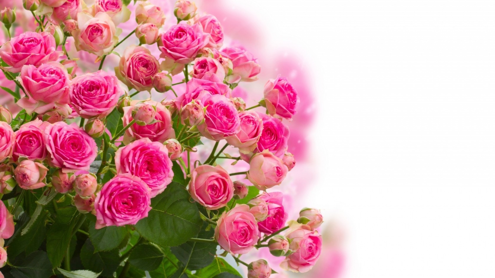 Pink Roses Bouquet for 1600 x 900 HDTV resolution