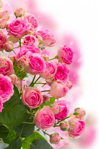 Pink Roses Bouquet for 320 x 480 iPhone resolution