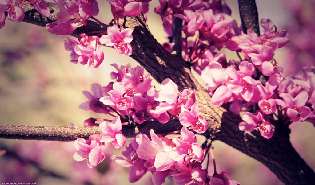 Pink Spring Blossom for 1024 x 600 widescreen resolution