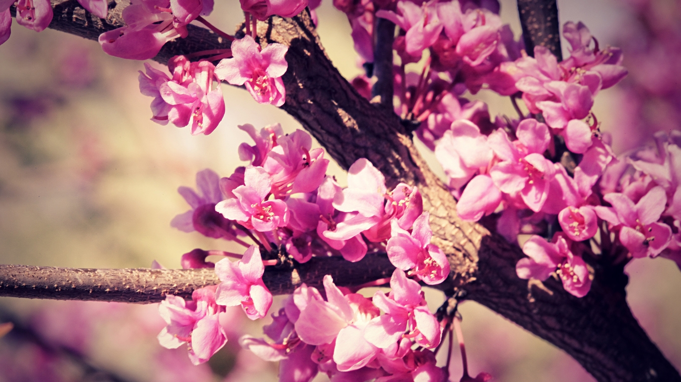 Pink Spring Blossom for 1366 x 768 HDTV resolution