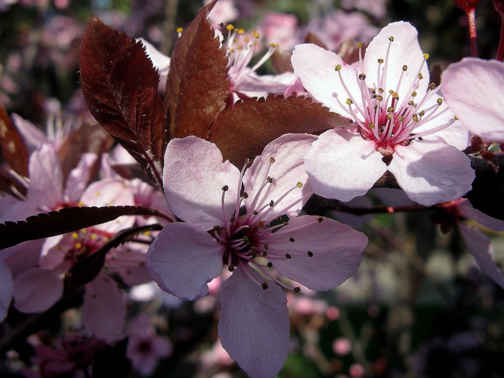 Pink Spring Flower for 1024 x 768 resolution