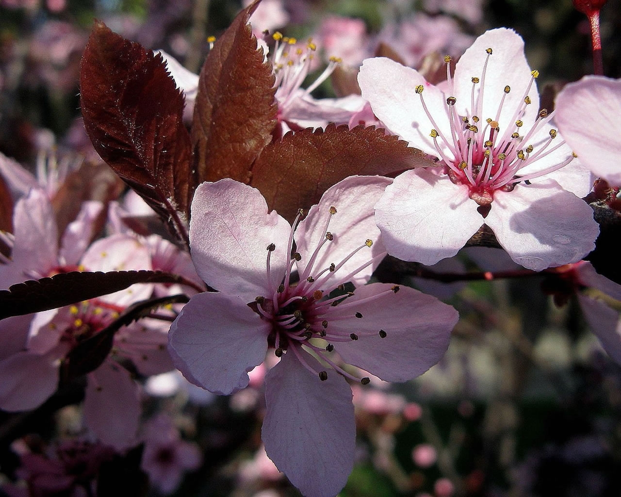 Pink Spring Flower for 1280 x 1024 resolution