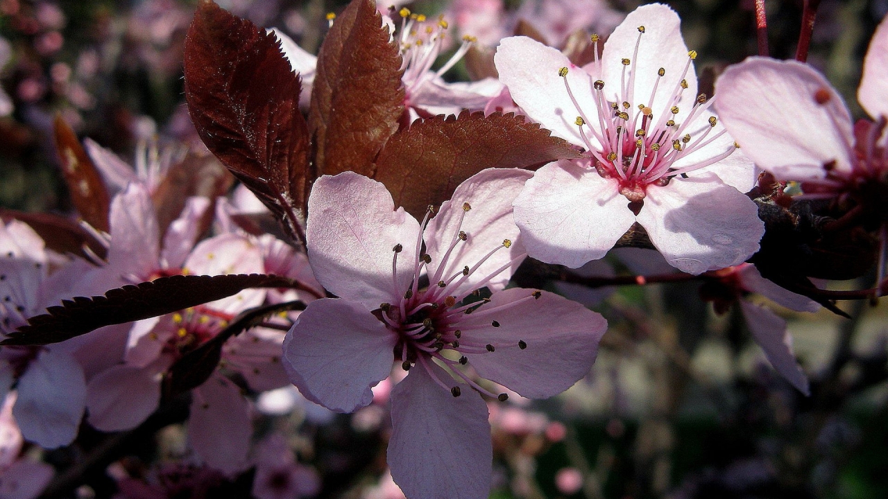 Pink Spring Flower for 1280 x 720 HDTV 720p resolution