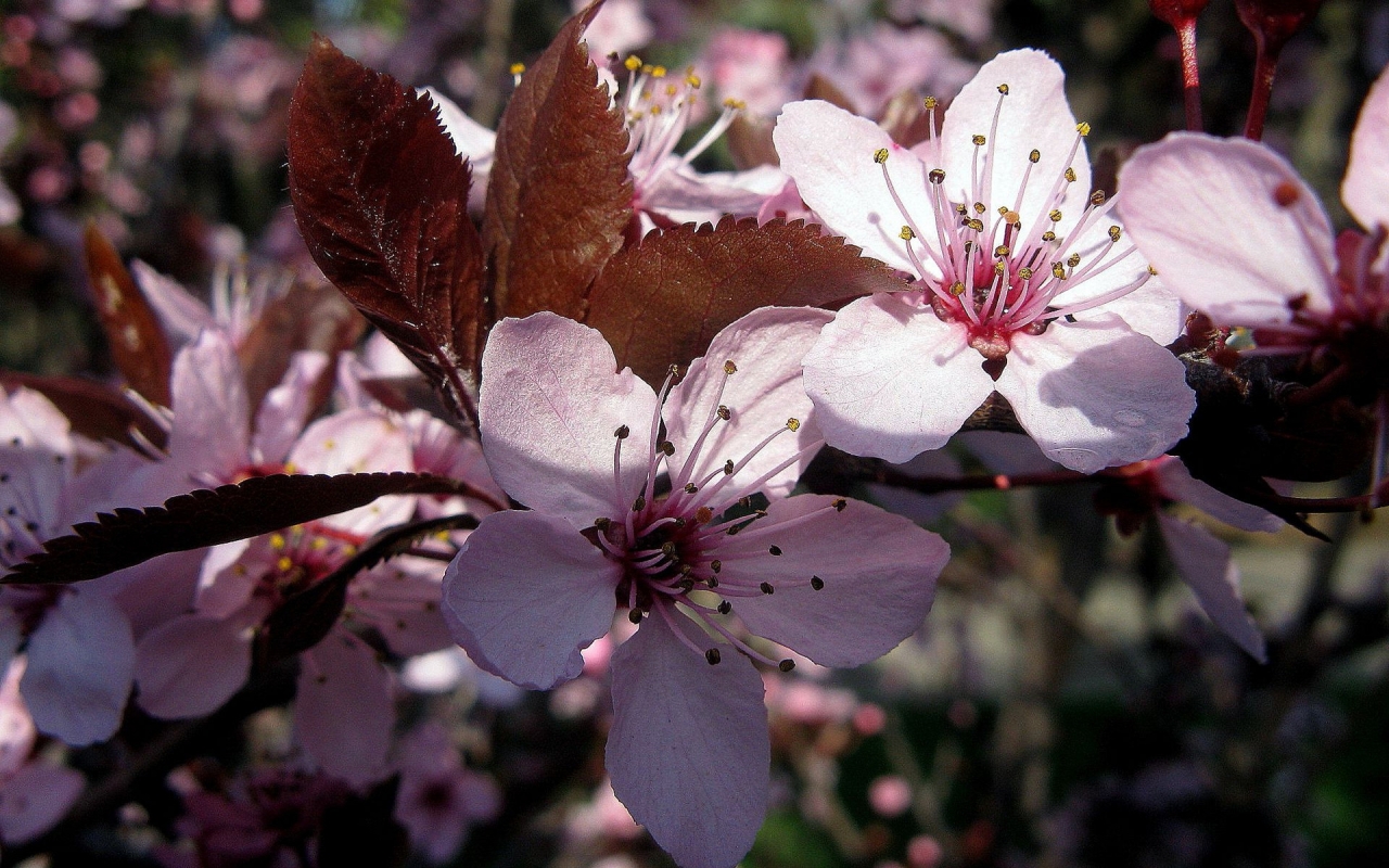 Pink Spring Flower for 1280 x 800 widescreen resolution