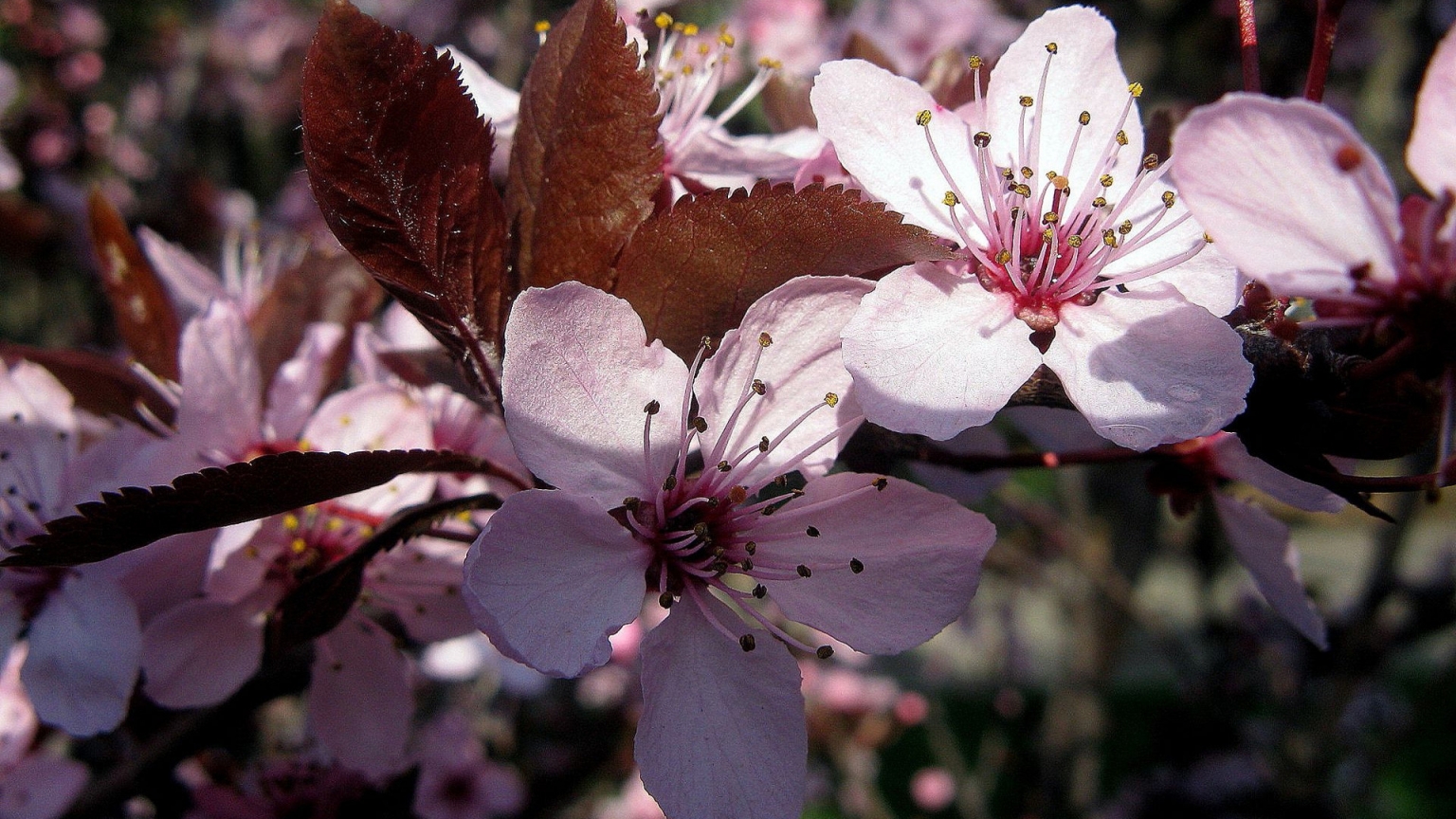 Pink Spring Flower for 1536 x 864 HDTV resolution