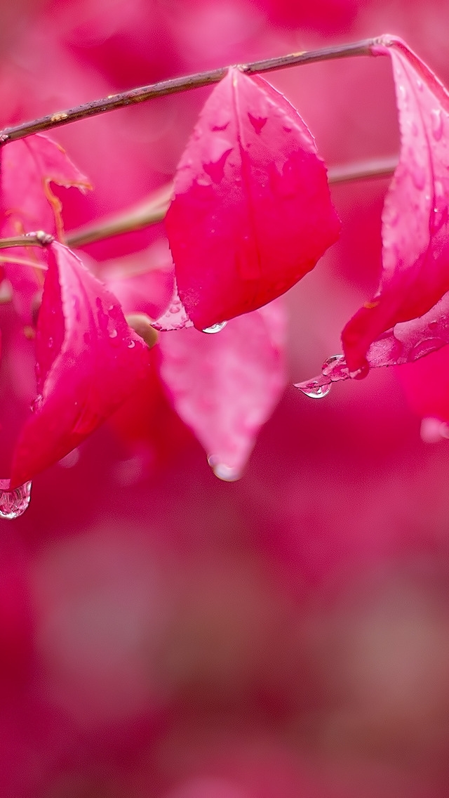 Pinkdrops for 640 x 1136 iPhone 5 resolution