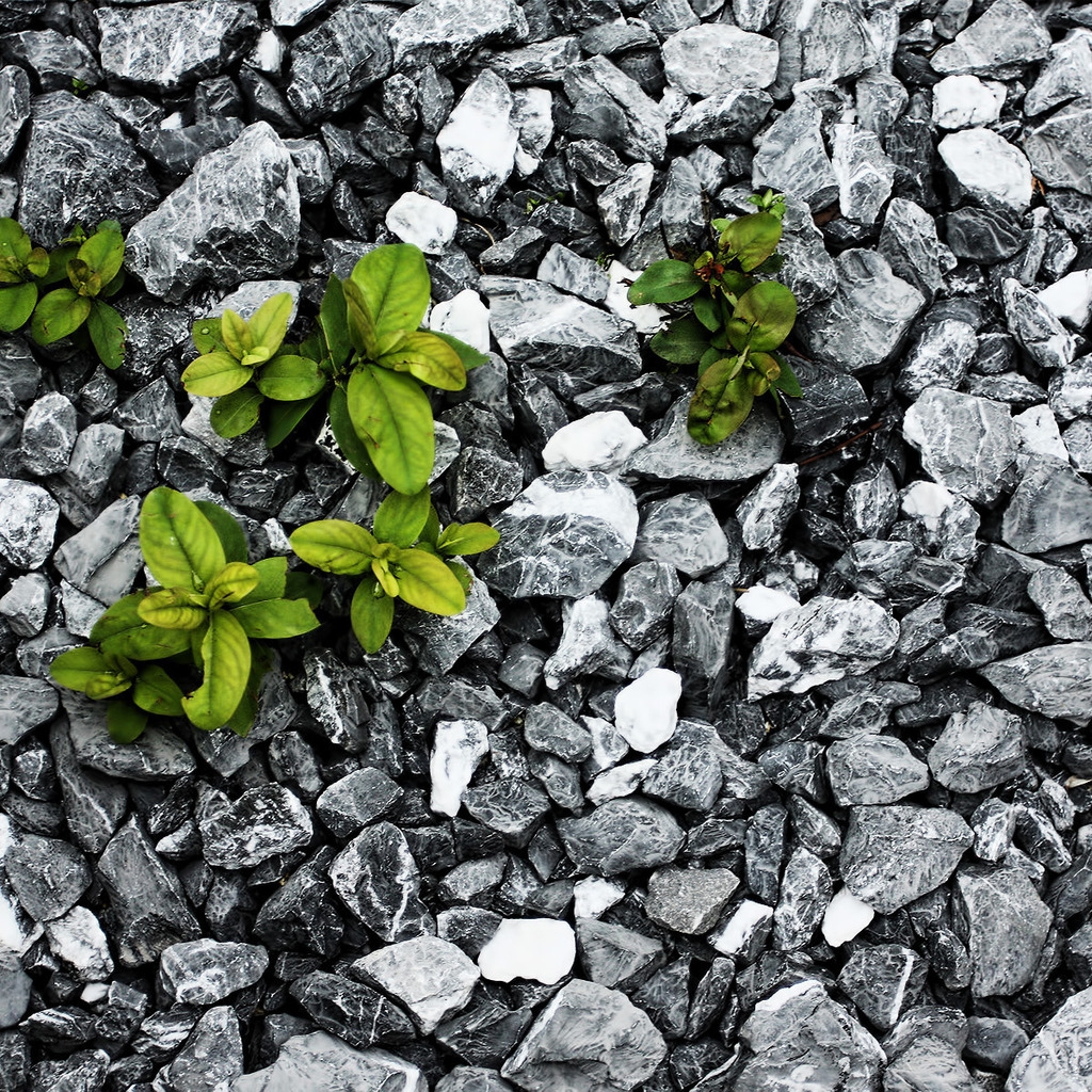 Plants between the stones for 1024 x 1024 iPad resolution