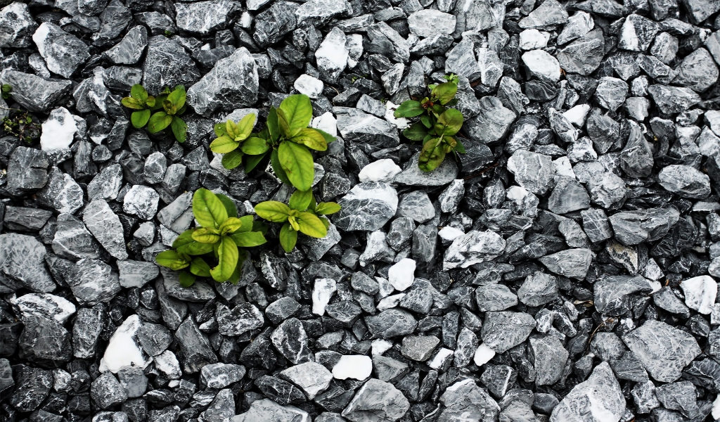 Plants between the stones for 1024 x 600 widescreen resolution