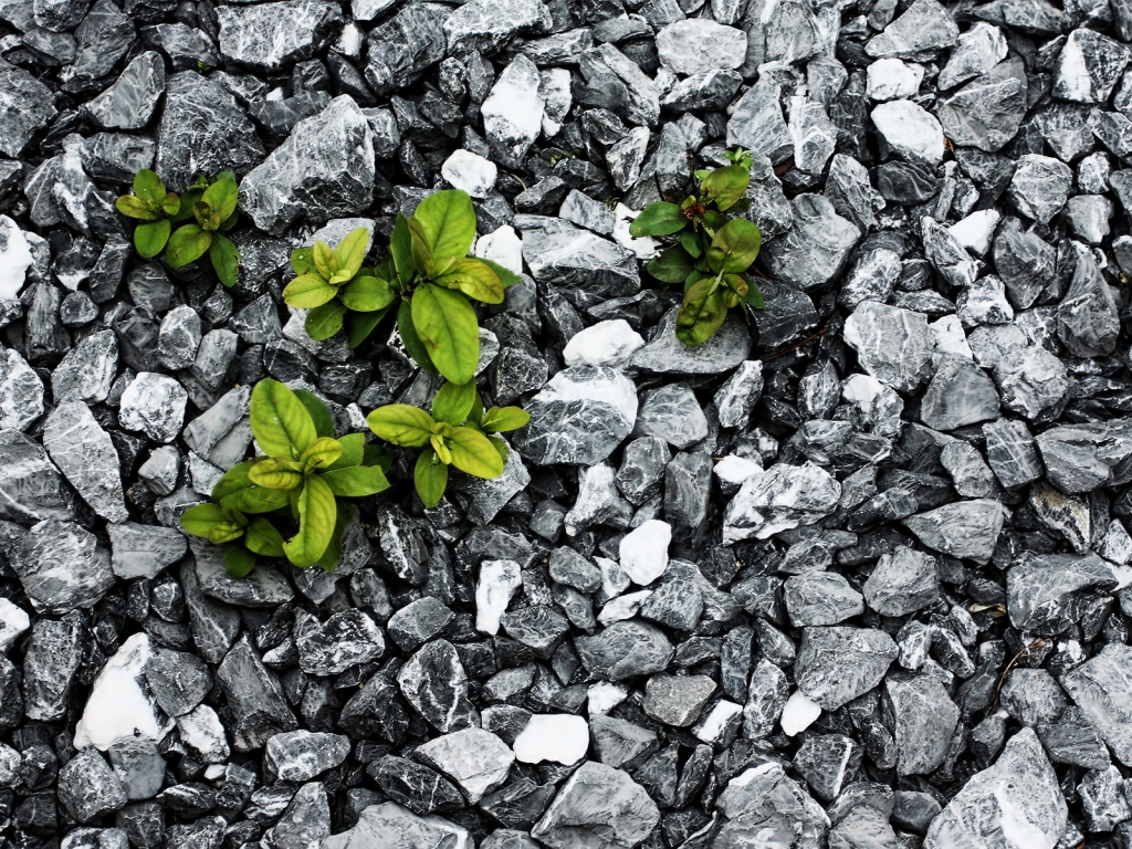 Plants between the stones for 1024 x 768 resolution