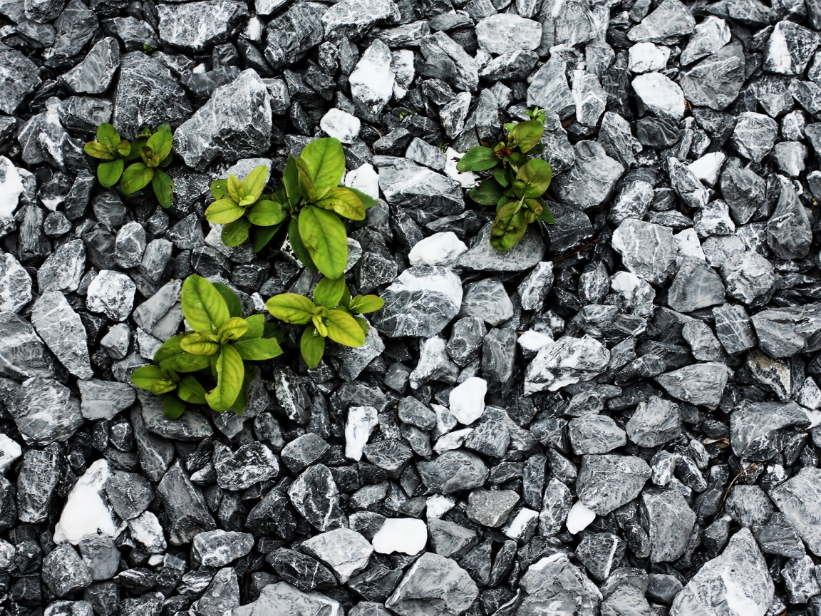 Plants between the stones for 1152 x 864 resolution
