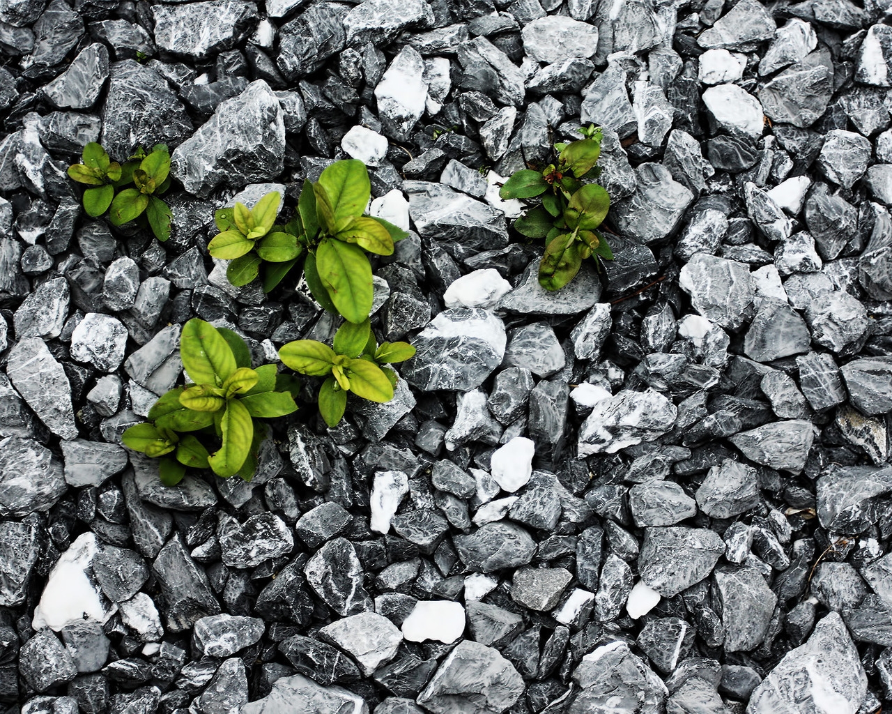 Plants between the stones for 1280 x 1024 resolution