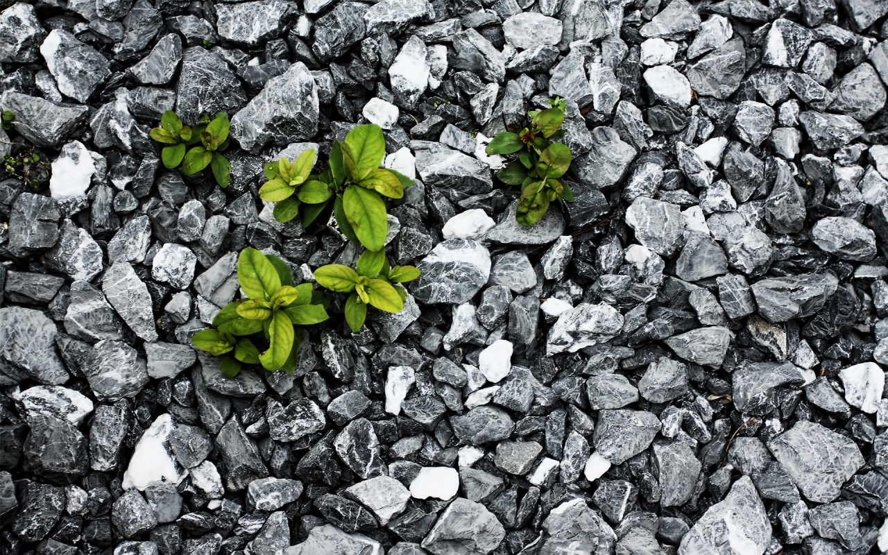 Plants between the stones for 1280 x 800 widescreen resolution