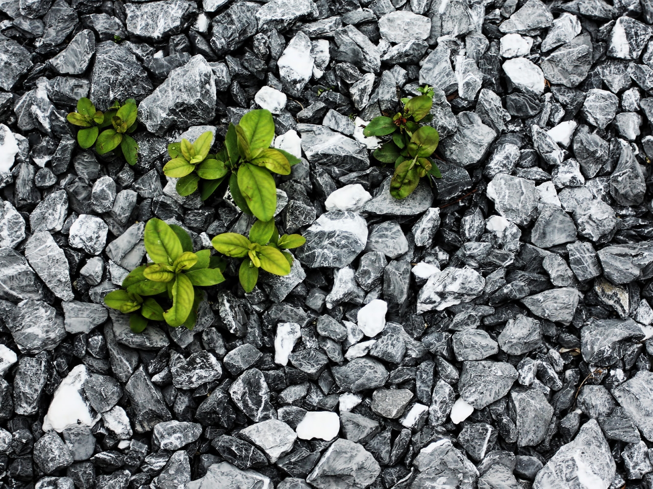 Plants between the stones for 1280 x 960 resolution