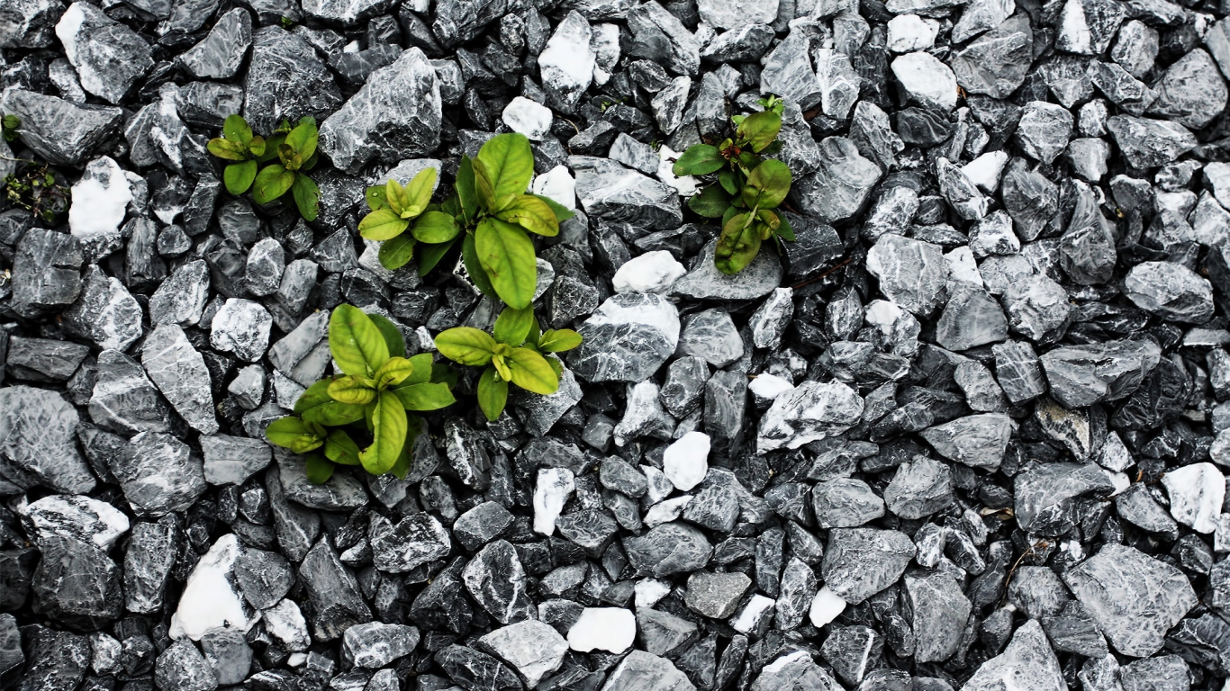 Plants between the stones for 1366 x 768 HDTV resolution