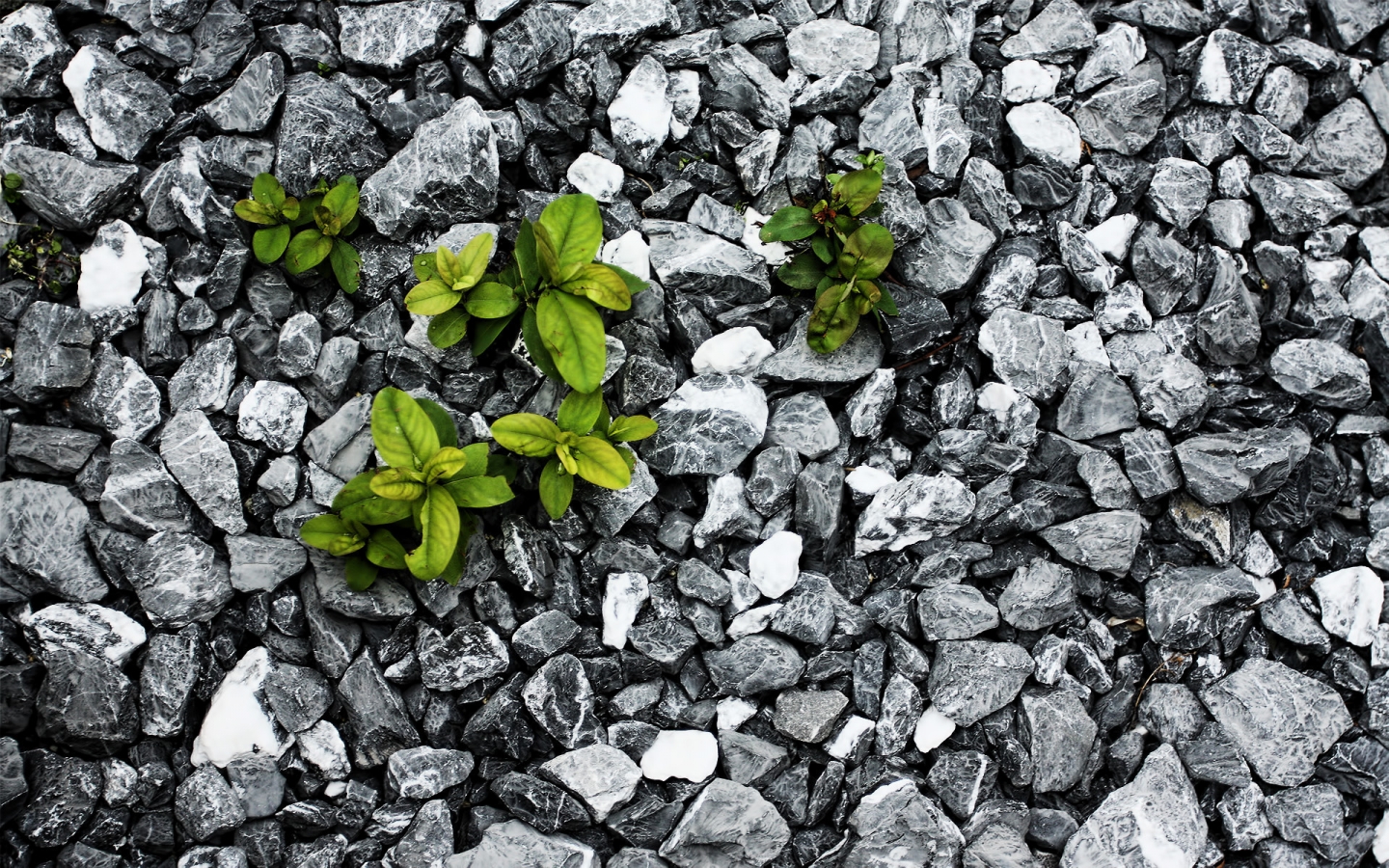 Plants between the stones for 1440 x 900 widescreen resolution