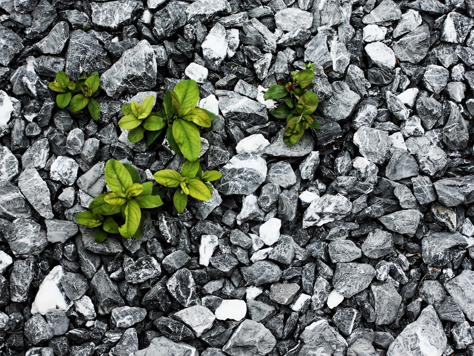 Plants between the stones for 1600 x 1200 resolution
