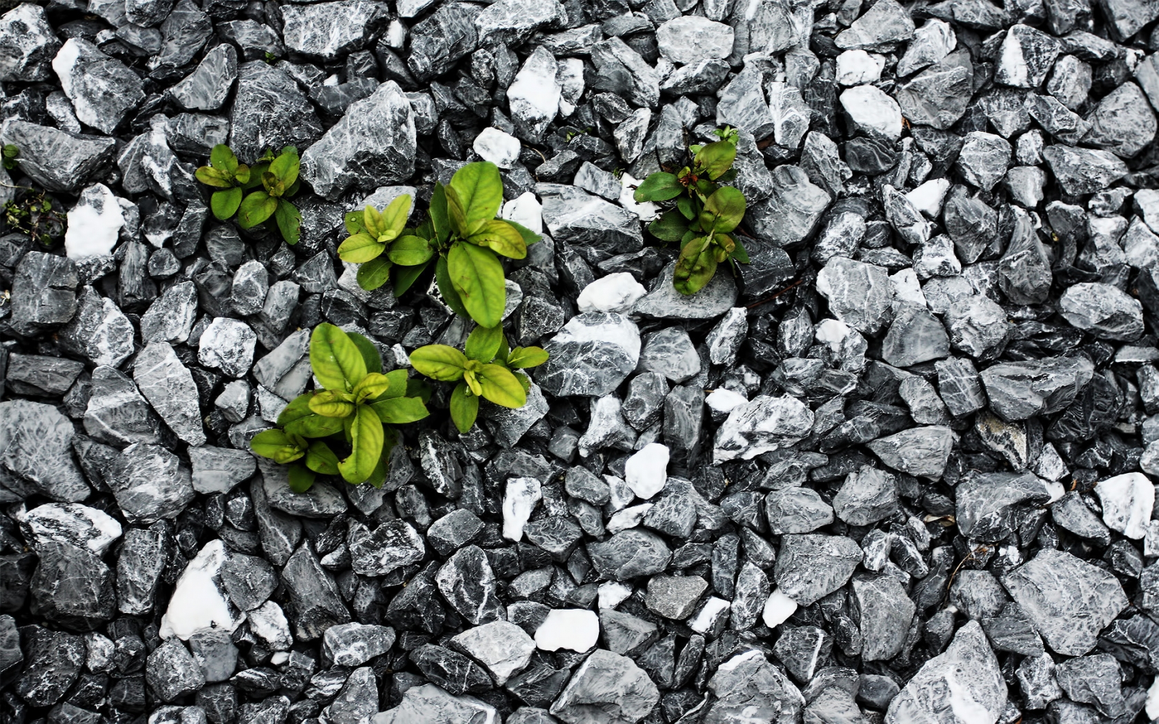 Plants between the stones for 1680 x 1050 widescreen resolution