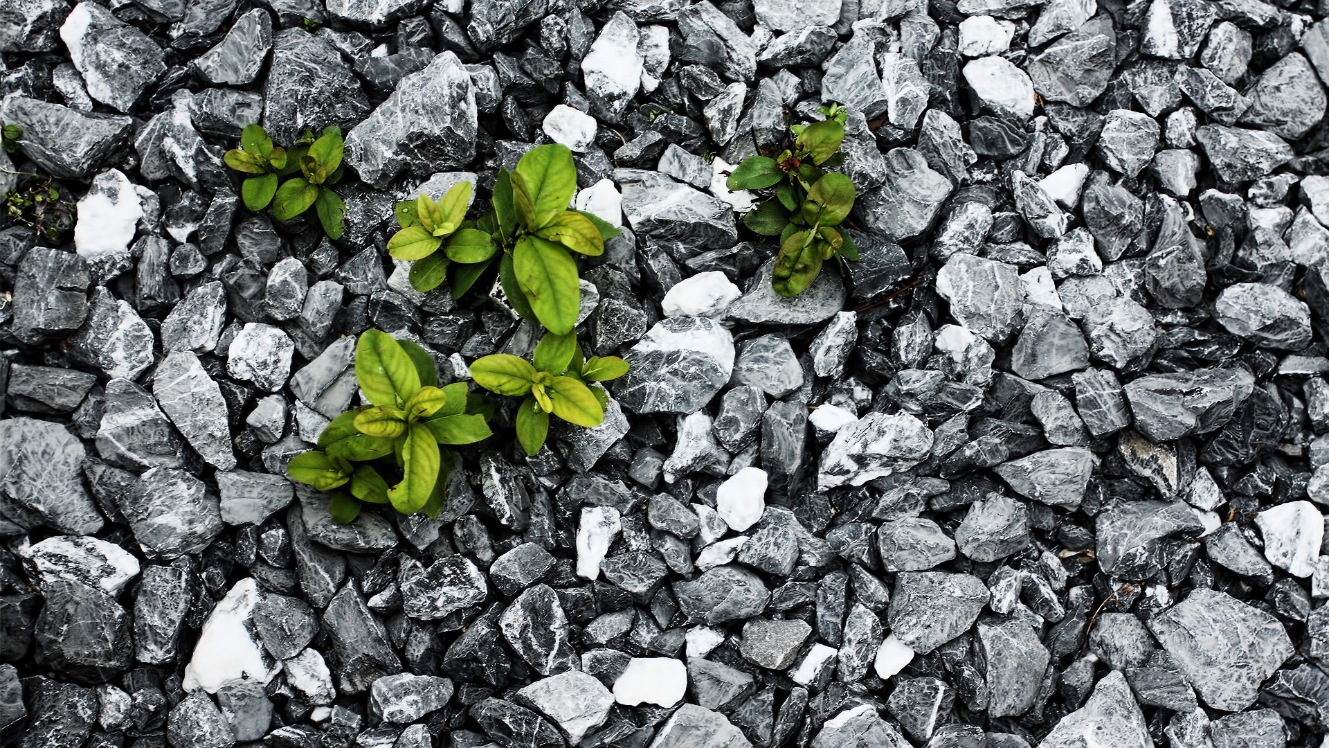 Plants between the stones for 1920 x 1080 HDTV 1080p resolution