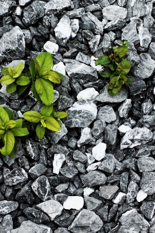 Plants between the stones for 320 x 480 iPhone resolution