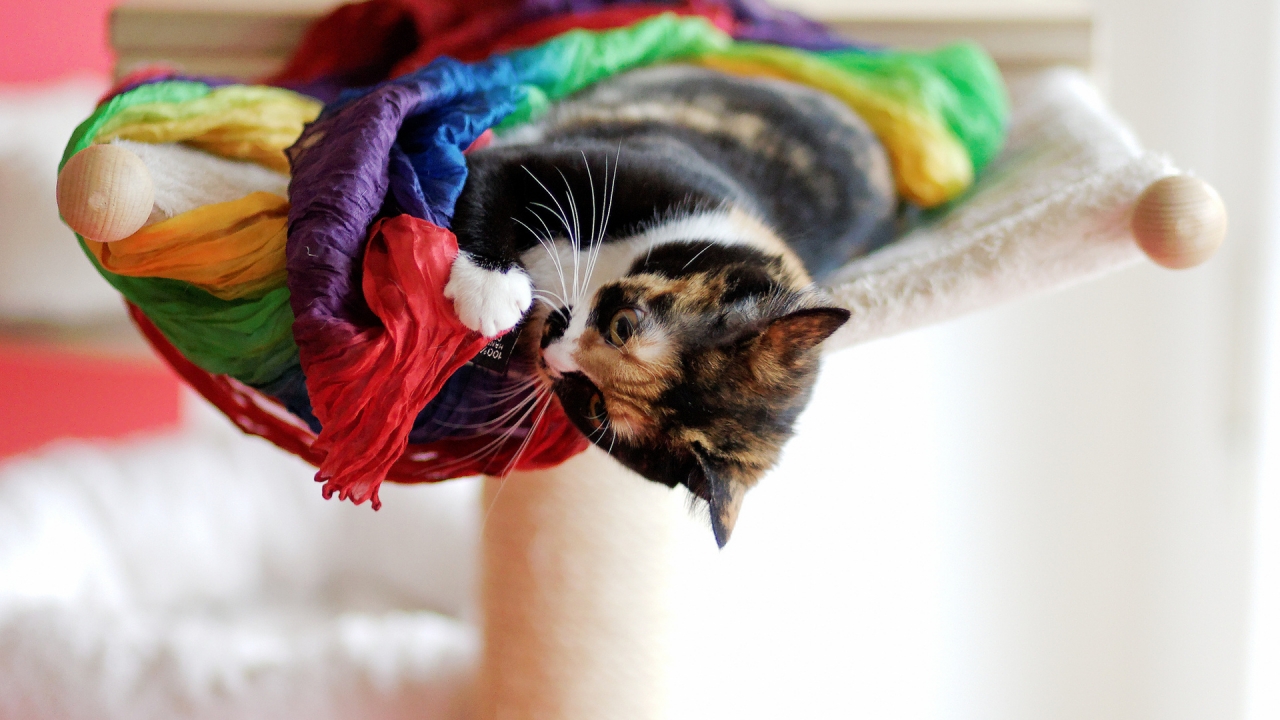 Playful Cat for 1280 x 720 HDTV 720p resolution
