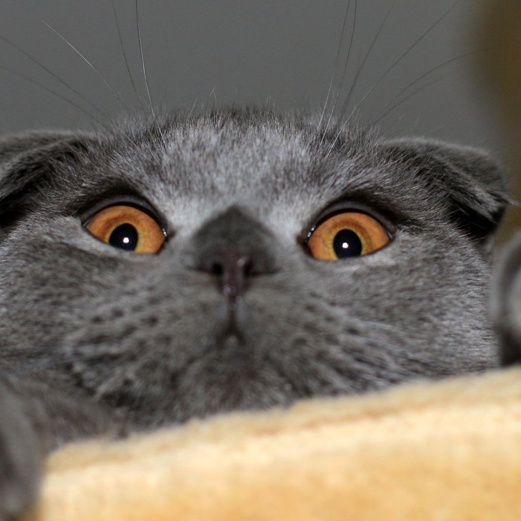 Playful Scottish Fold Cat for 1024 x 1024 iPad resolution