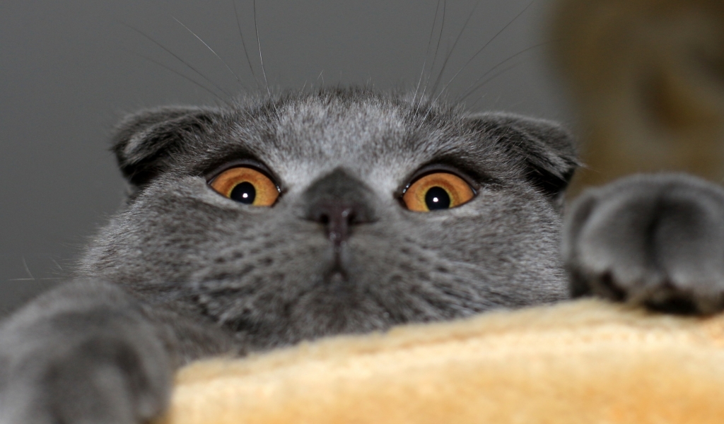 Playful Scottish Fold Cat for 1024 x 600 widescreen resolution