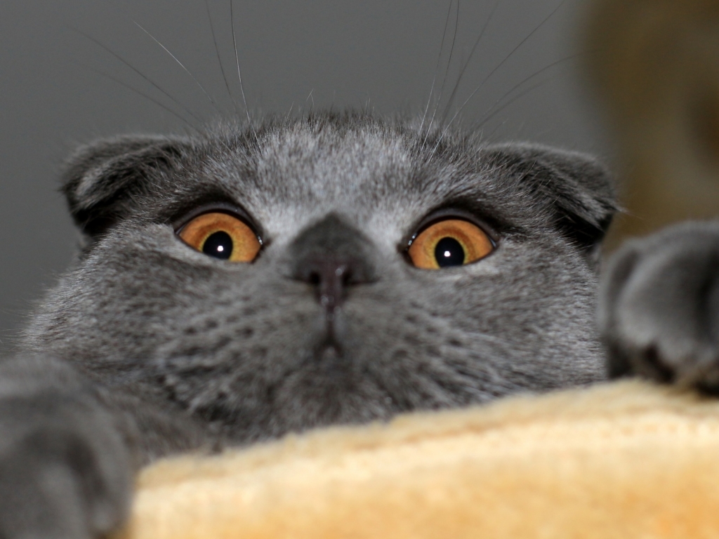 Playful Scottish Fold Cat for 1024 x 768 resolution