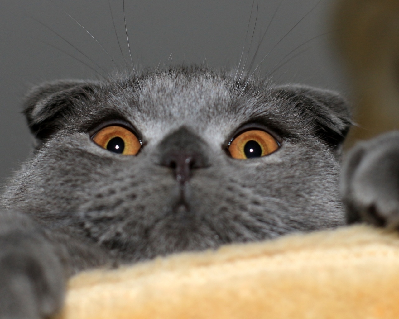 Playful Scottish Fold Cat for 1280 x 1024 resolution